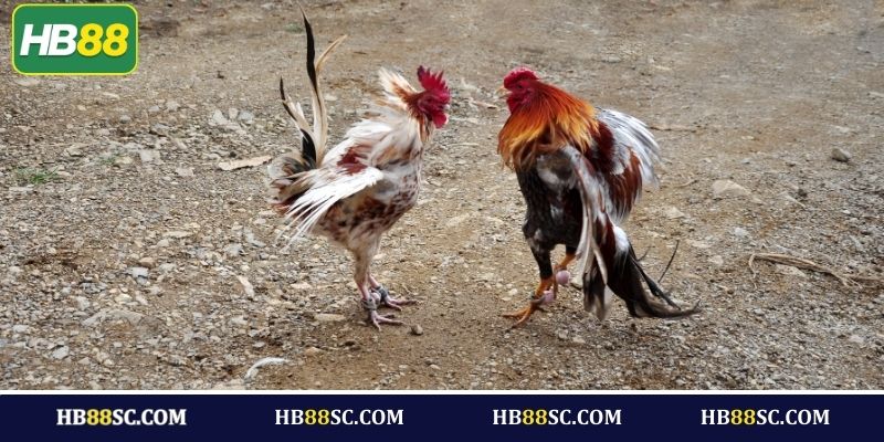 Các hình thức đá gà phổ biến tại nhà cái HB88
