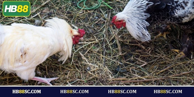 Giới thiệu đôi nét về đá gà HB88